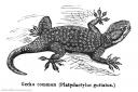 Gecko