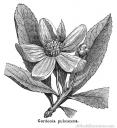 Gordonia
