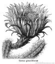 Cereus grandiflorus